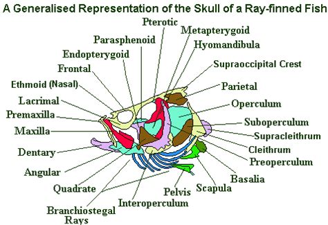 Fish Head Anatomy