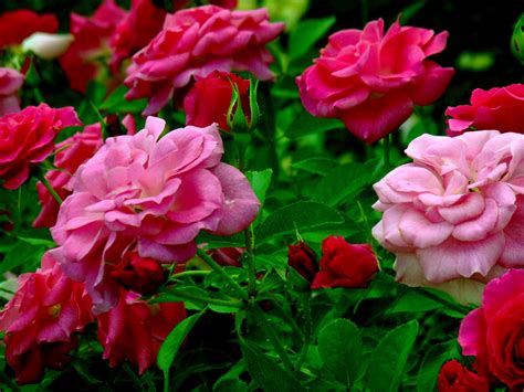 Wallpaper Dark Pink Roses Download pink butterfly on dark pink roses with leaves hd pink ...