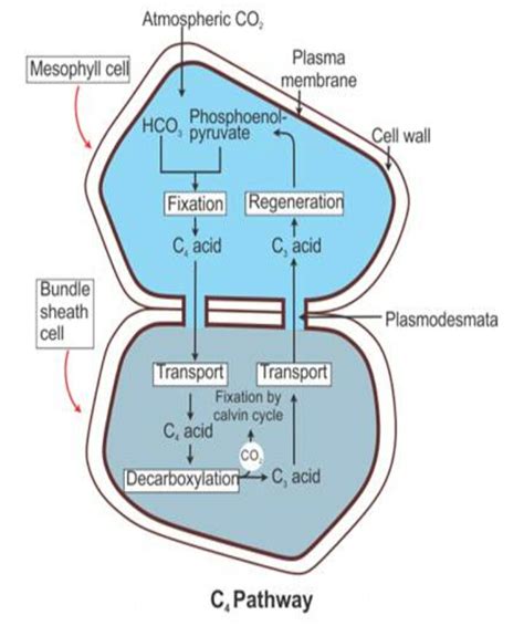 Hatch-Slack (C4) Pathway of CO2 Fixation