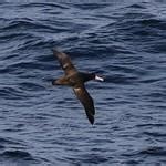 Short-tailed Albatross / Phoebastria albatrus photo call and song