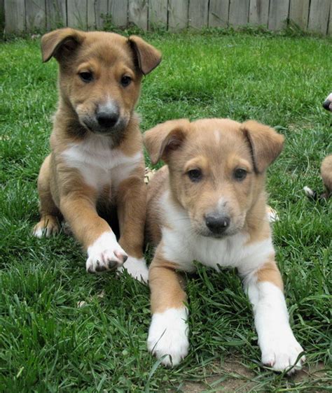 Breed Profile: Shepherd Collie Mix | Sarasota Dog