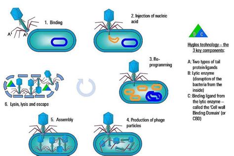 Figure38 : Life cycle of Bacteriophage. | Download Scientific Diagram