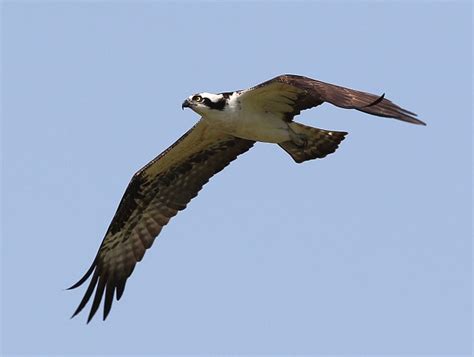 Colorado Osprey Nest-Cam Is Hot