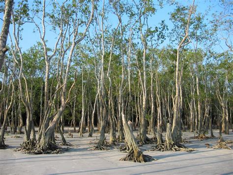 Natural Resource: Sundarbans - Bangladeshi Natural Resource Selected as ...