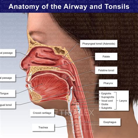 Anatomy And Histology Of The Types Of Tonsils Kenhub, 43% OFF