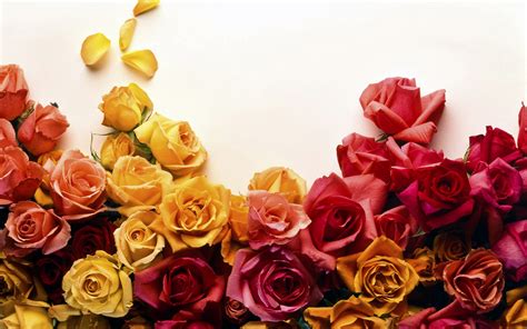 Colors of Roses Wallpapers | HD Wallpapers | ID #8839