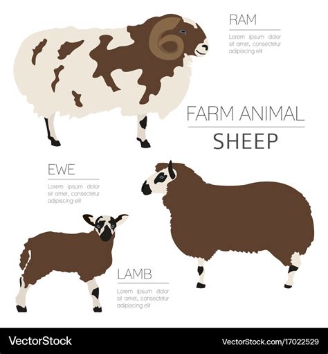 Sheep farming infographic template ram ewe lamb Vector Image