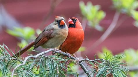 We Need to Know Why the Female Bird Sings | HowStuffWorks