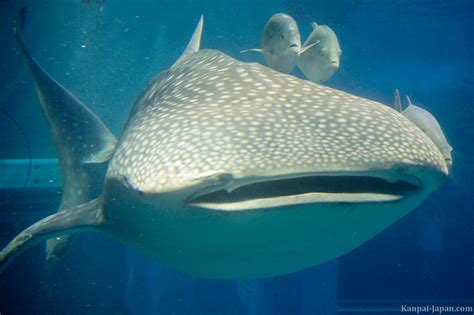 Kaiyukan Aquarium - The vertical tank with its whale shark