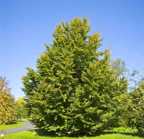 Hêtre commun (Fagus sylvatica) : taille, bouturage, entretien