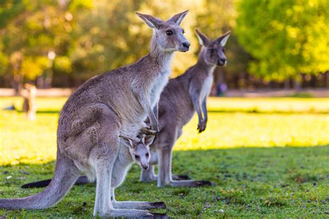 Marsupials Have Pouches To Keep Their Babies Safe