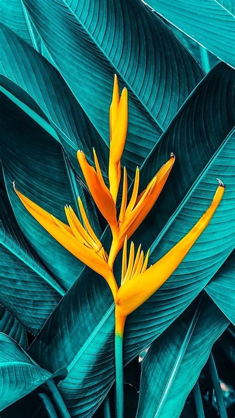 Tropical Plant Wallpapers - Wallpaper Cave