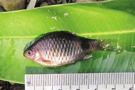 New species of fish found in the Western Ghats - Livemint