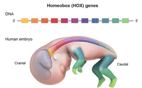 1.) Homeotic (Hox) Genes Flashcards | Quizlet