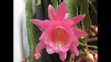 How to propagate Orchid cactus (Epiphyllum) - YouTube