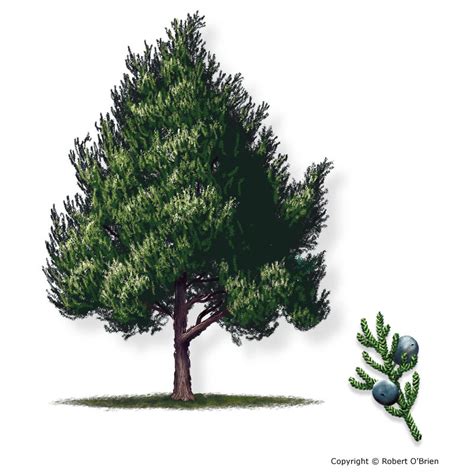 Texas A&M Forest Service - Trees of Texas - List of Trees