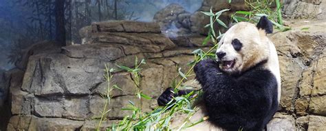 Guide to Visiting Smithsonian's National Zoo in DC | Washington DC