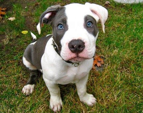 Razas de perros : Pitbull blue