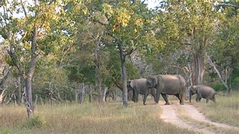 Bandipur National Park - Bandipur | Bandipur National Park Photos ...