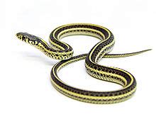 Plains garter snake - Wikipedia