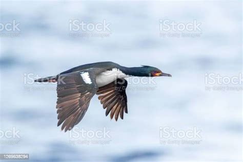 Auckland Islands Shag Stock Photo - Download Image Now - Animal, Animal ...