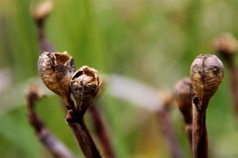 Plant Pods Free Stock Photo - Public Domain Pictures