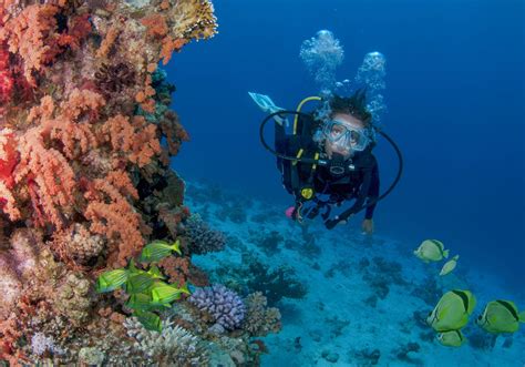 4 Reasons For Diving and Snorkeling in Los Cabos | Scuba diving, Los cabos, Scuba