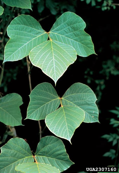 Kudzu - Nonnative Invasive Plants of Southern Forests - A Field Guide ...