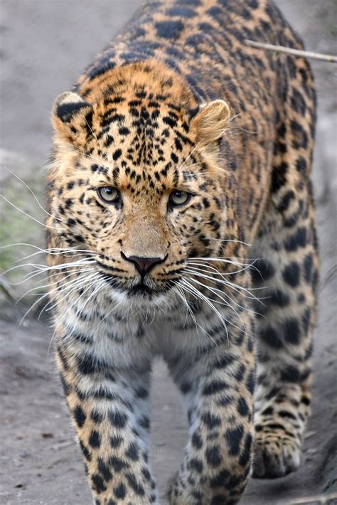 panthera pardus japonensis | China-Leopard in Hagenbeck, Ham… | Flickr