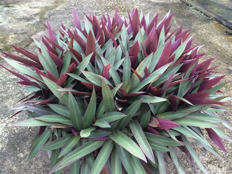 Tradescantia spathacea (Moses-in-the-cradle) #tradescantia # ...