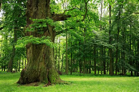 Mighty Oak Tree On Clearing In Deciduous Forest Stock Photo - Download Image Now - iStock