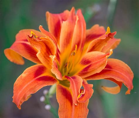 Fire Lily 2 Photograph by Ester Rogers