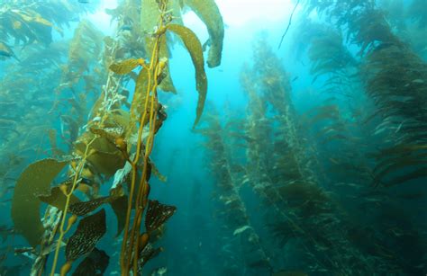 Kelp Forests are Surprisingly Resilient to Unprecedented Warming - LTER