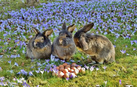 Harlequin - 10 Most Beautiful Rabbit Breeds