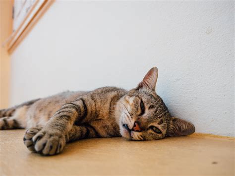 Lethargic Cat: Causes & Treatments | Dutch