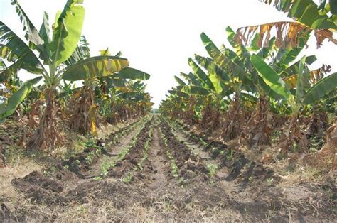 Intercropping | Gardening | Pinterest