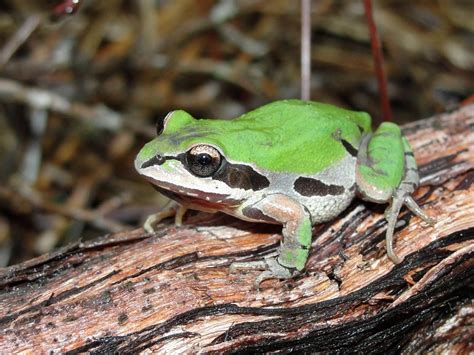 Ornate Chorus Frog - Natural History on the Net