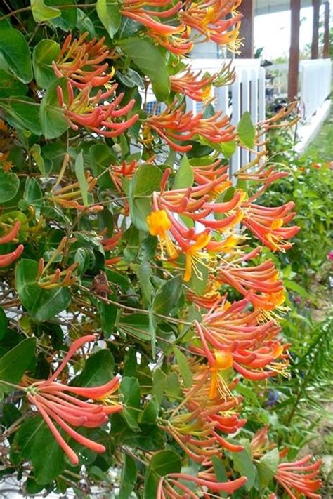 Buy Mandarin Orange Honeysuckle Vine | FREE SHIPPING | Wilson Bros Gardens