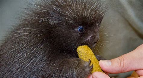 This Baby Porcupine Might Just Be the Cutest Thing Ever