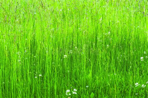 Lush Green Grass on the Lawn. Stock Image - Image of textured, view ...