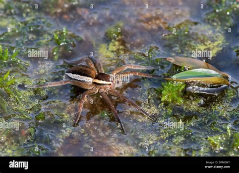 European Raft Spider-Dolomedes fimbriatus. Uk Stock Photo - Alamy