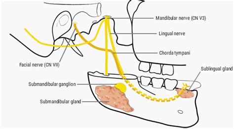 U.Br.Columbia - Drawing Innervation of submandibular and sublingual salivary glands - English ...