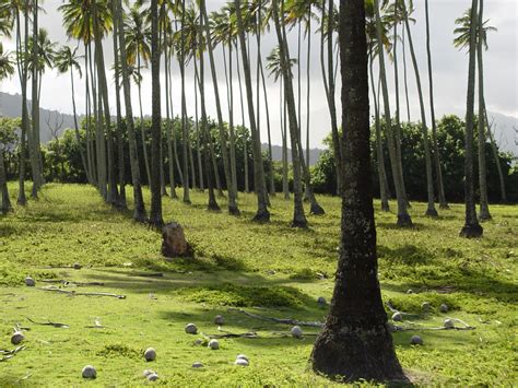 Kauai coconut plantation | Kauai coconut plantation | Flickr