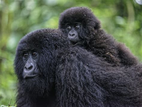 10 Reasons Why Gorilla Trekking During Low Season is Better » Trek Africa Expeditions