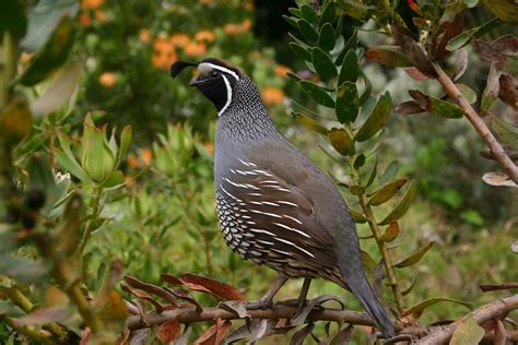 Quails - Wild Animals News & Facts