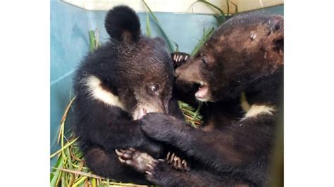 Asiatic black bear cubs rescued in remote Laos - Daily Times