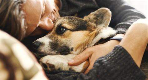 Dogs Love Owners More Than They Love Treats, New Study Says