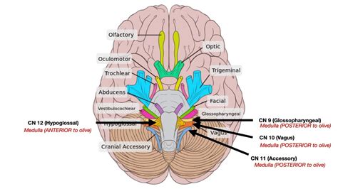 Cranial Nerve Anatomy | สรุปเนื้อหาที่เกี่ยวข้องกับcranial nerve คือล่าสุด มูล