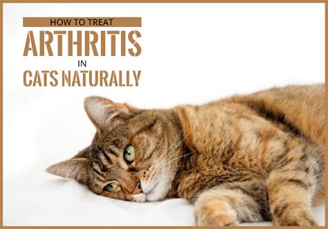 How to Treat Arthritis in Cats Naturally