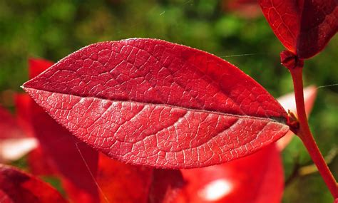 Red Leaves Autumn Nature - Free photo on Pixabay - Pixabay